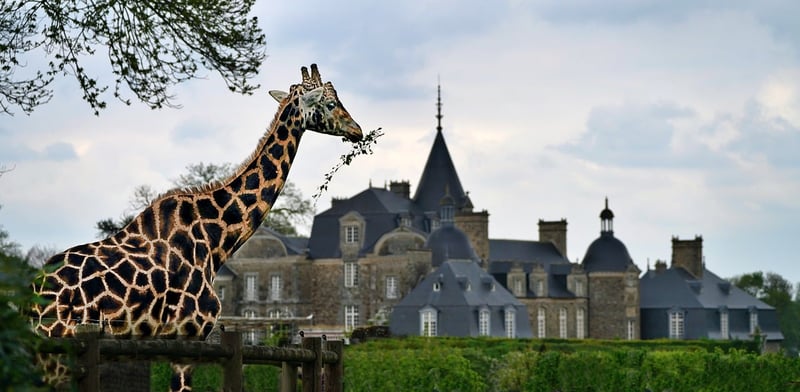 Historical Safaris